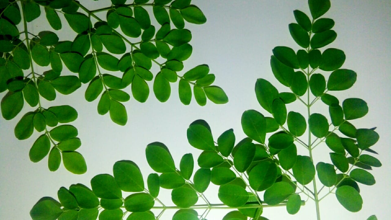 Daun Kelor