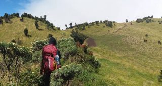Agar Terhindar dari Gangguan Babi Hutan saat Mendaki Gunung